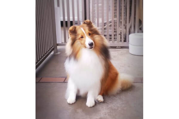 Deens Sheltie_3