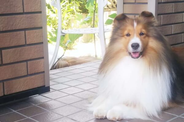 Deens Sheltie_4