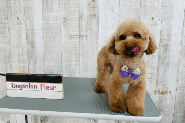 Dog salon Fleur