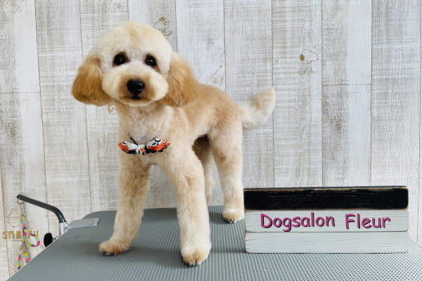 Dog salon Fleur_4