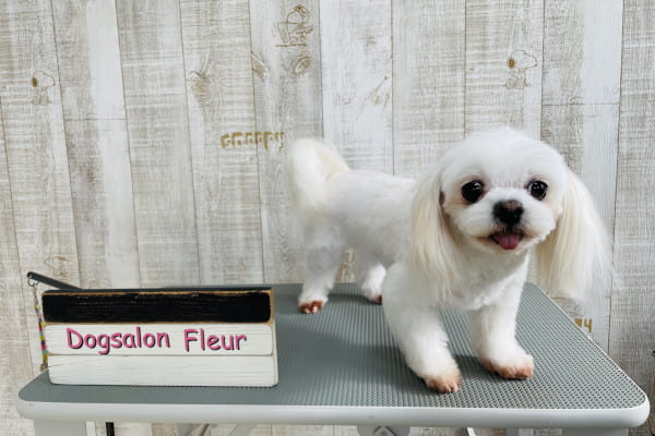 Dog salon Fleur_2