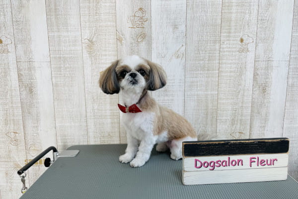Dog salon Fleur_3