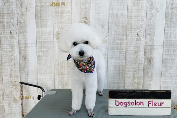 Dog salon Fleur_1