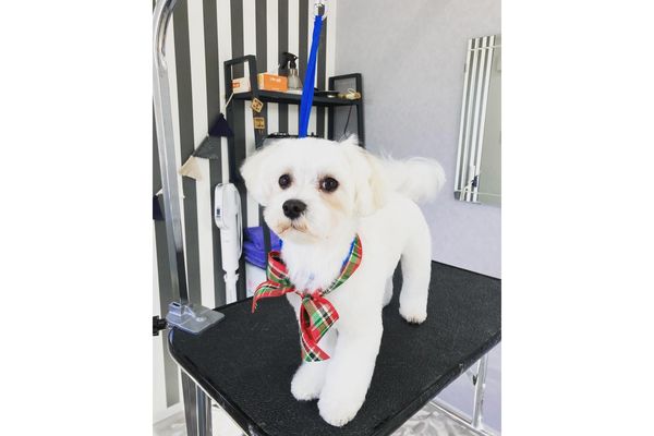 Doggy wash Shuwatti_3
