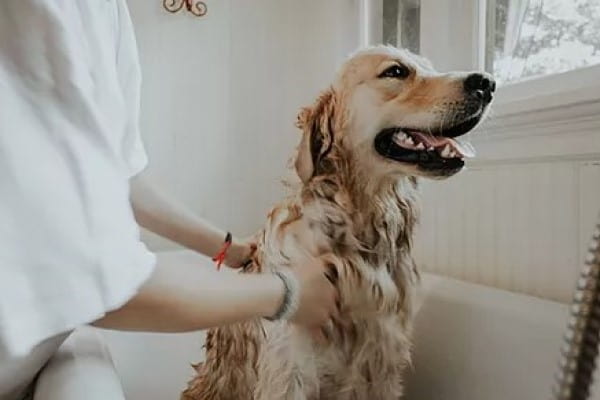 animal care ふうすけのしっぽ(出張専門)_2