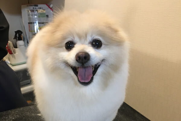 animal care ふうすけのしっぽ(出張専門)_4