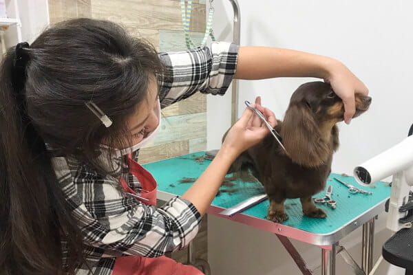 町のトリミングサロン ベリー_3