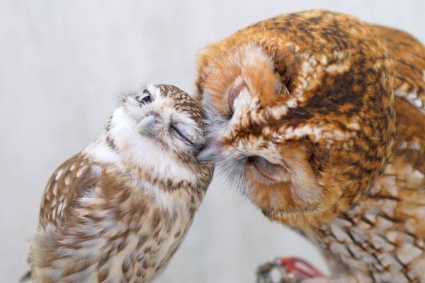 アキバフクロウ フクロウカフェ 東京 Owl Cafe Akiba Fukurou_4