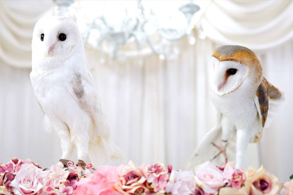 アキバフクロウ フクロウカフェ 東京 Owl Cafe Akiba Fukurou_3