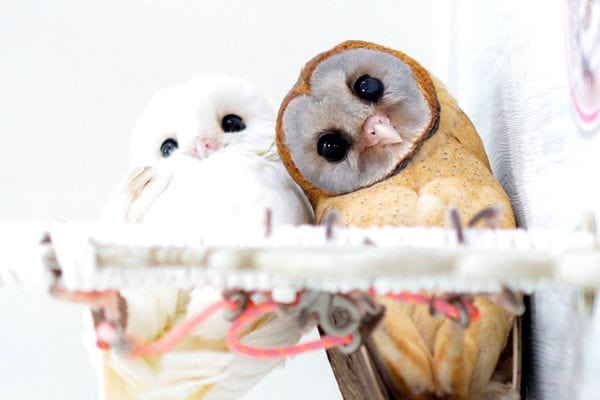 アキバフクロウ フクロウカフェ 東京 Owl Cafe Akiba Fukurou_2