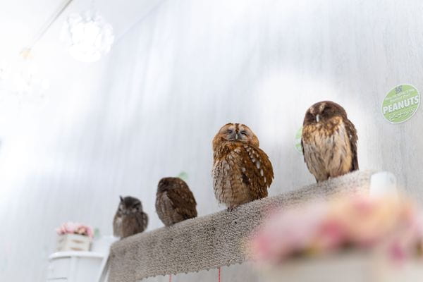 アキバフクロウ フクロウカフェ 東京 Owl Cafe Akiba Fukurou_1