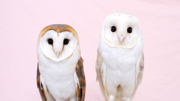 アキバフクロウ フクロウカフェ 東京 Owl Cafe Akiba Fukurou