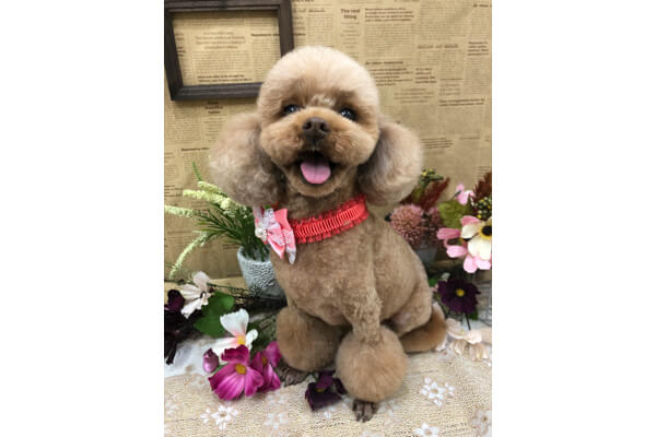 Pet Salon Teddy