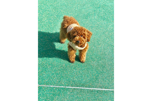 Dog Salon GRACE_3