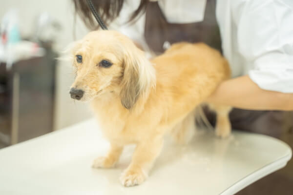 ペットプラストリミングサロン 西大島店_1
