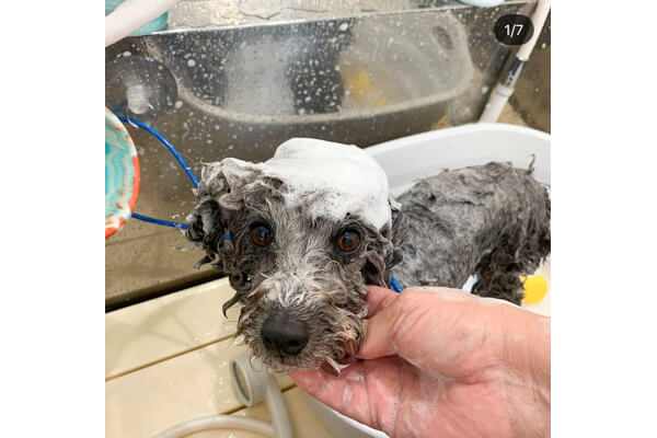 Dog salon POM_3