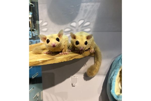 小動物カフェ ROCK STAR
