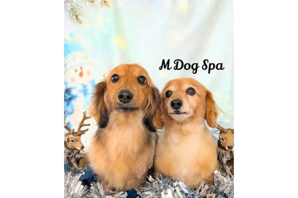 M Dog Spa