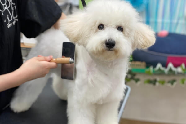 ペットショップ ラビータ フジグラン北島店_2