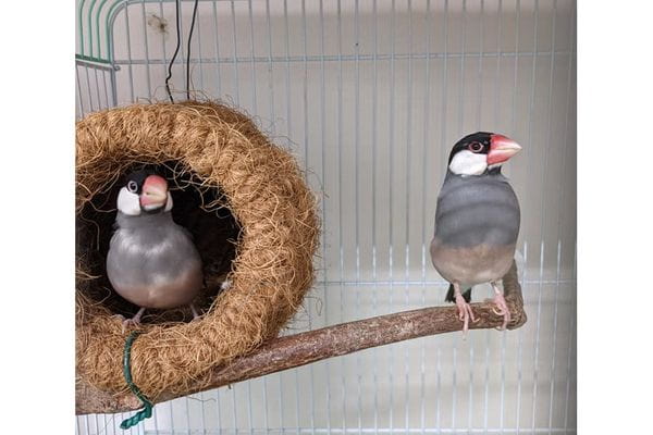 ことりのおうち ～触れあいインコカフェ～