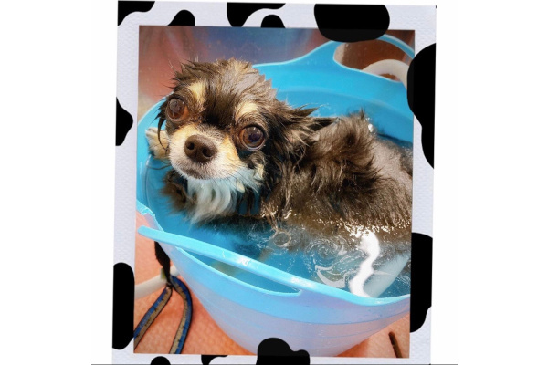 Dog Salon 迎賓館 上新庄店_4