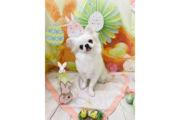 Dog Salon 迎賓館 上新庄店_2