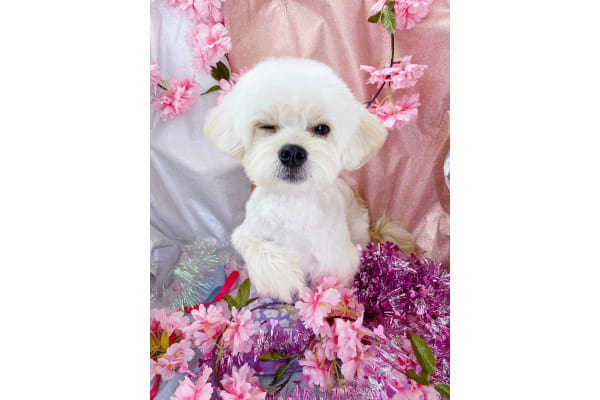Dog Salon 迎賓館 上新庄店_3