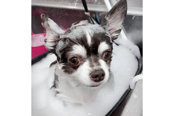 Dog Salon 迎賓館 上新庄店_1