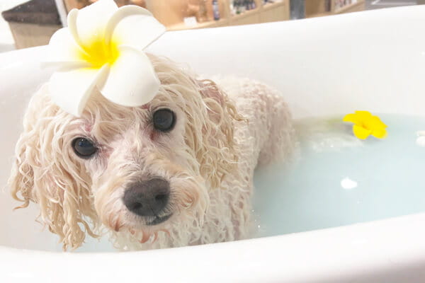 dogsalon Lea Lea_3
