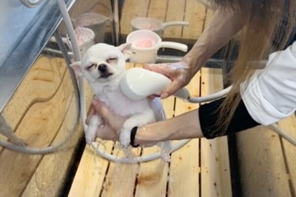 PET SALON_ISLAND KING_1