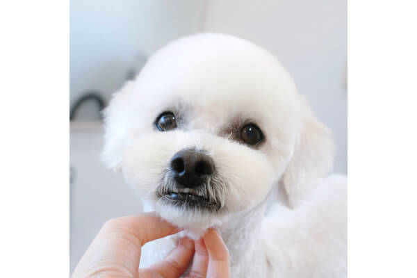 COLORER -dog salon-