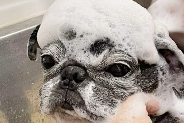 DogCareSalon MoonAroma_3