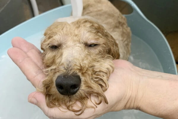 DogCareSalon MoonAroma_4