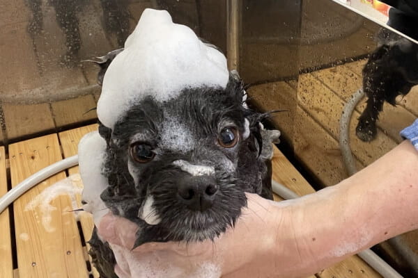DogCareSalon MoonAroma_2