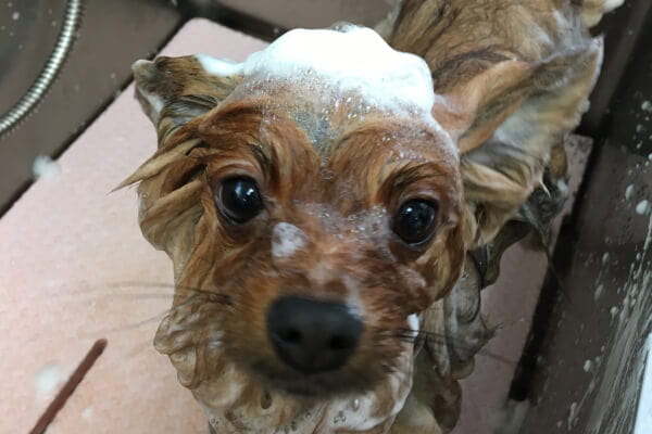 犬の美容専門店 キュート_1