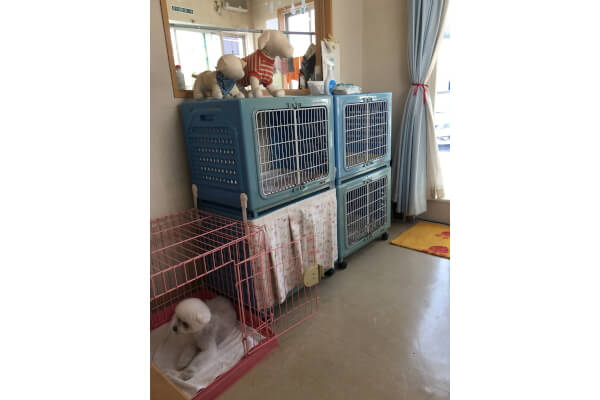犬の美容専門店 キュート_3