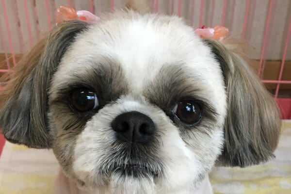 犬の美容専門店 キュート_4