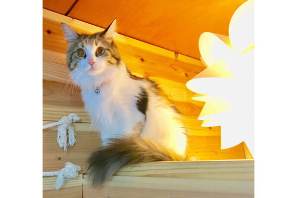 Fluffy Tails
