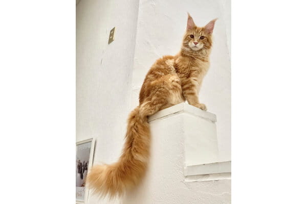 Fluffy Tails_3