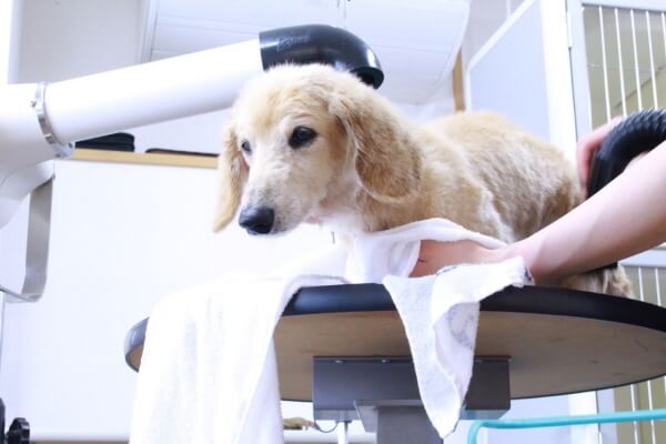 dog salon favori_4