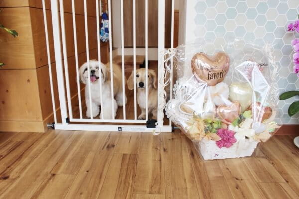 dog salon favori_3