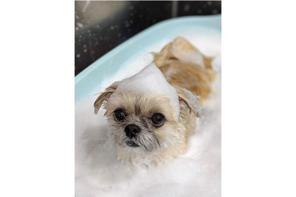 R-STYLE Pet Beauty Saron_3