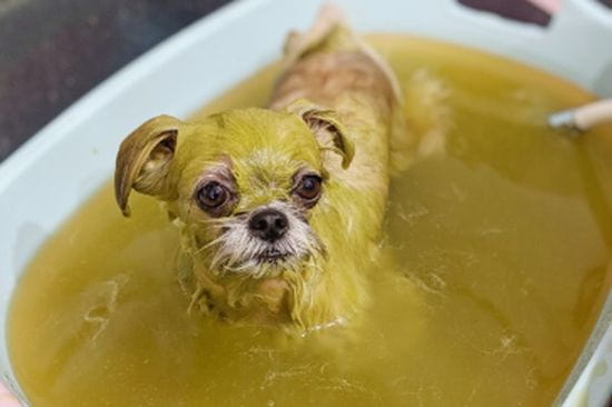 R-STYLE Pet Beauty Saron_4