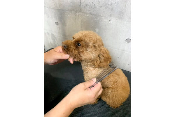 Dog salon CHARME_2
