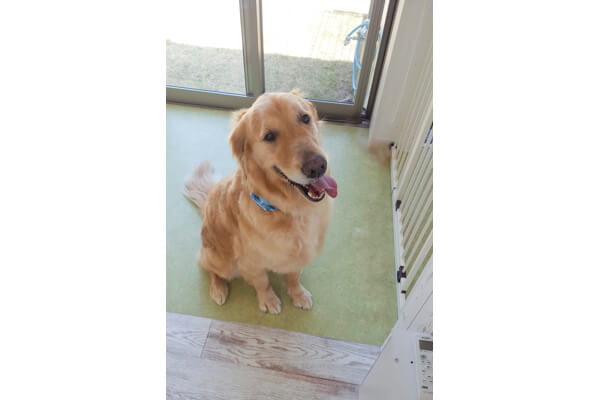DOG SALON Hund_2