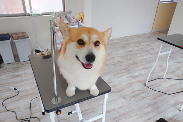 DOG SALON Hund_3