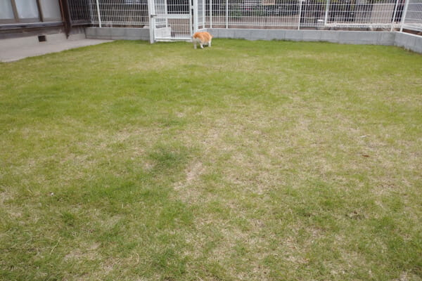 DOG SALON Hund_1