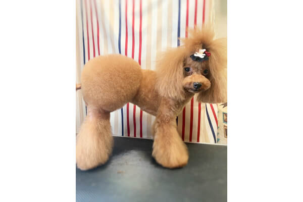 wandog_3