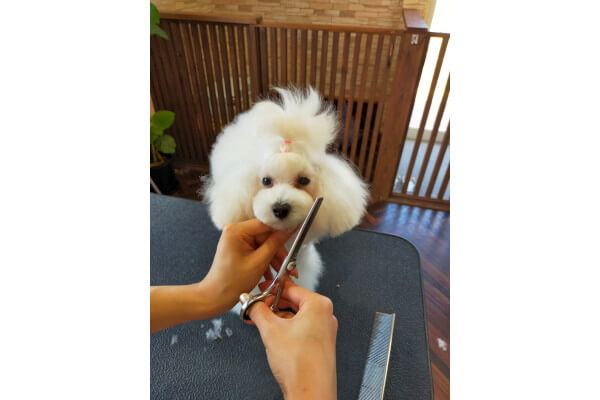 animal salon マハロ_4