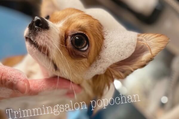 トリミングサロン ぽぽちゃん